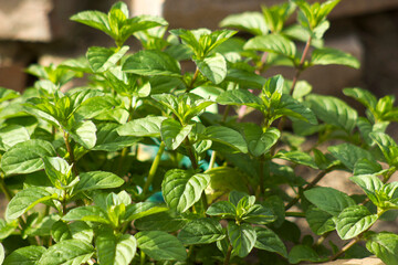 mint in a herbs spiral