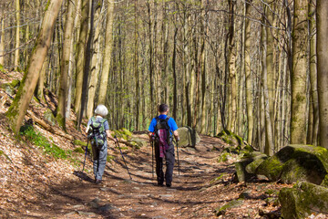 Obraz premium Spring Forest Hiking trail Rheinsteig in Siebengebirge Germany