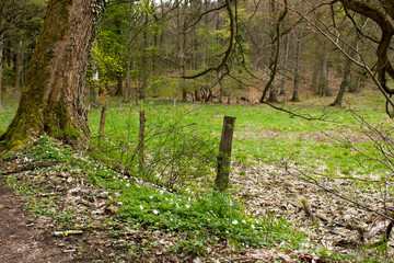 Spring Forest Hiking trail Rheinsteig in Siebengebirge Germany
