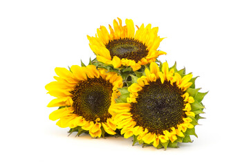 Obraz premium sunflowers on white background (Helianthus)