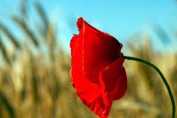 a red poppy flower in the spring season