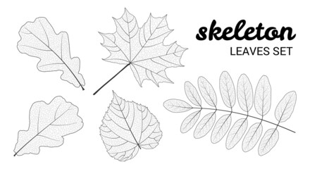 Skeleton leaves set, isolated on white background. Linear design vector illustration.