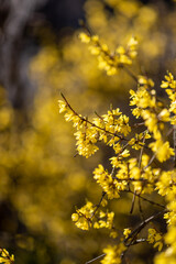 żółty krzew wiosenny forsycji w zbliżeniu - obrazy, fototapety, plakaty