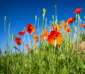 Obraz premium red poppy flowers in summer during flowering