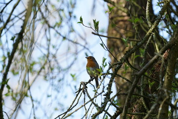 Robin birds sitting on a branch, Erithacus rubecula, robin redbreast