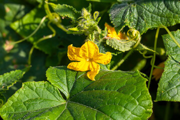 agricultural field with blooming yellow cucumbers
