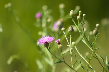 Closeup of spotted knapweed in bloom with selective focus on foreground and blurred background