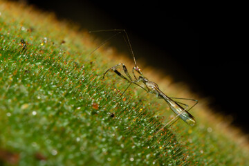 ninfa de percevejo predador
