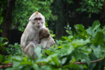 Naklejka na ściany i meble Mother monkey with baby monkey on tree in forest after the rain stops . Animal conservation and protecting ecosystems concept. selective focus