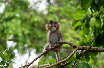 Naklejka na ściany i meble Cute Baby Monkey on tree in forest . Animal conservation and protecting ecosystems concept.