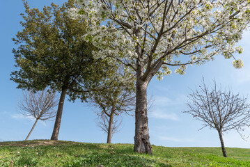 The beginning of spring