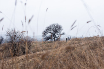 Fototapeta premium autumn landscape tree and field and sky