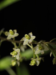 Miniature flowers of neotropical orchid Scaphyglottis micrantha