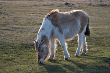 Fototapeta premium Devon Dartmoor pony