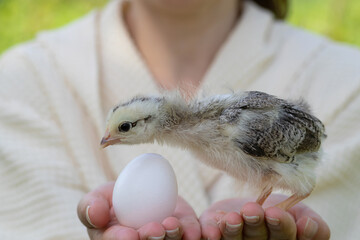 Close up little chick and egg in female hands. Happy easter!