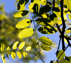 beautiful young foliage of green trees