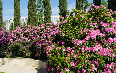 Rhododendron 'Roseum Elegans' (hybrid catawbiense) pink purple flowers blossom in Public landscape...