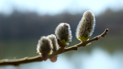 Catkins