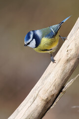 Fototapeta premium la mésange bleue
