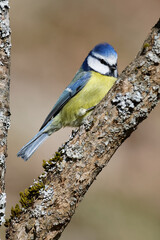 Fototapeta premium la mésange bleue