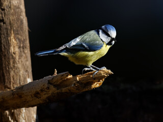 Obraz premium la mésange bleue