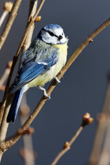 la mésange bleue