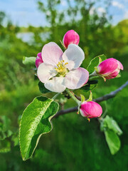 One white apple tree flower with pink closed buds with green background and blue sky, nature spring renewal, closeup
