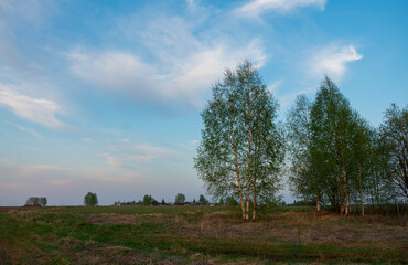 Obraz premium landscape with trees