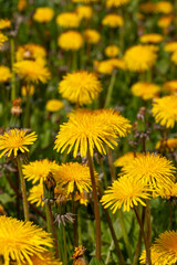 yellow beautiful dandelion flowers with seeds