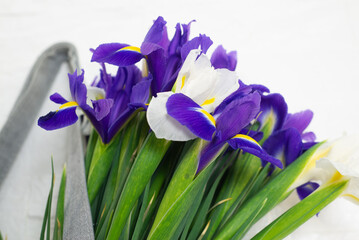 bouquet of lilac and white irises  in a bag on a white background. Horizontal view. Spring bouquet.