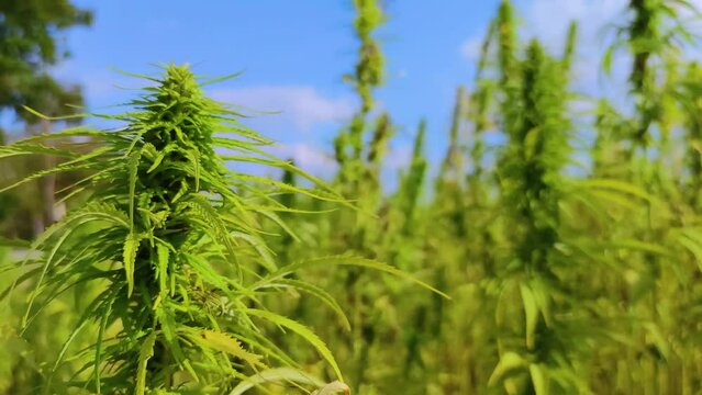 Illegal narco weed plantation growing outdoors under sun