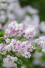 Obraz premium Lilac shrubs flowering in spring time. Purple lilac flowers spring blossom background. Spring concept