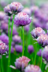 garlic blooming in the summer