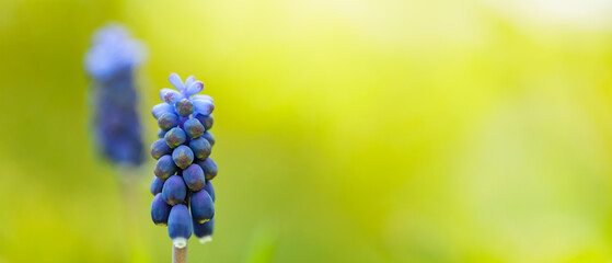 Muscari blue primroses on a blurred background. Spring flowers muscari grape hyacinth on a meadow. Copy space - obrazy, fototapety, plakaty