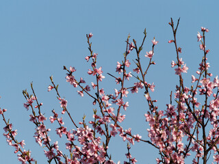 flower of peach against blue sky