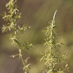 Plant with small green leaves of Edible Asparagus, Garden Asparagus or Asparagus Officinalis are growing in the field,
