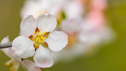 Naklejka na ściany i meble Spring Cherry blossoms on a blurred background. Cherry blossom petals close-up