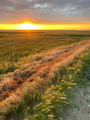 sunset in the field