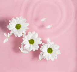 Spring gentle scene with white flowers in the water. Pastel pink background.