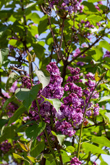 old blooming lilac flowers in the spring season