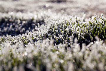 grass covered with ice and frost in the winter season