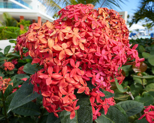 Fototapeta premium red flowers with small petals 