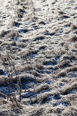 grass covered with ice and frost in the winter season