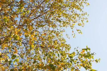 Birch leaves