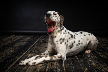 Portrait of a Dalmatian dog, on a wooden floor and a black background.