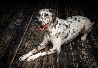 Portrait of a Dalmatian dog, on a wooden floor and a black background.