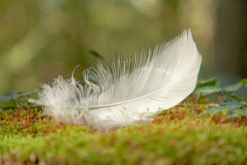 Delicate, light, soft, white feather, a bird's feather lies on a tree trunk.