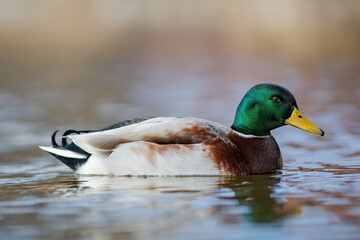 male mallard or wild duck (Anas platyrhynchos) in water 