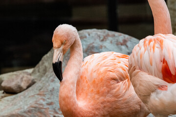 Fototapeta na wymiar Flamingos seen in Las Vegas at the famous hotel in Nevada. 