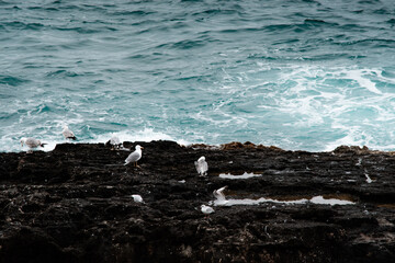 Siracusa mediterranean landscape. Seagulls on the shore